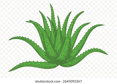 A detailed aloe vera plant illustration, perfect for designs related to natural remedies, skincare, and botanical studies. Isolated on a transparent background for easy use.