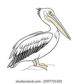 Detailed American White Pelican Depiction. Concept of Bird Design.