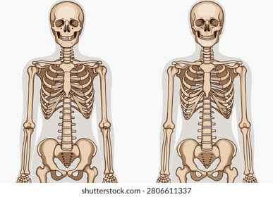 Detailed anatomical comparison of two human skeletons is presented from a front view on a light background for educational or medical use.