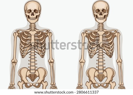 Detailed anatomical comparison of two human skeletons is presented from a front view on a light background for educational or medical use.