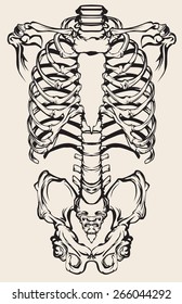 Detailed anatomical illustration of the human skeleton