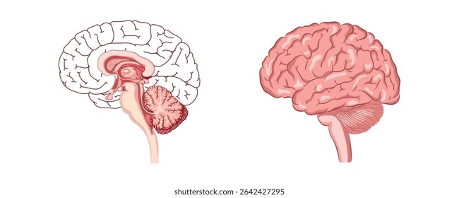 Ilustração anatômica detalhada mostrando seção transversal e vista lateral do cérebro humano com cerebelo e tronco cerebral.