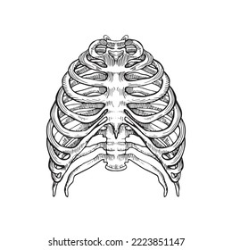 Detailed anatomical sternum and thorax, vector illustration on white background