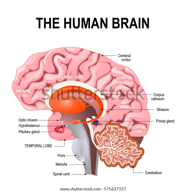 detailed anatomy\
of the human brain. Illustration showing the medulla, pons,\
cerebellum, hypothalamus, thalamus, midbrain. Sagittal view of the\
brain. Isolated on a white\
background.