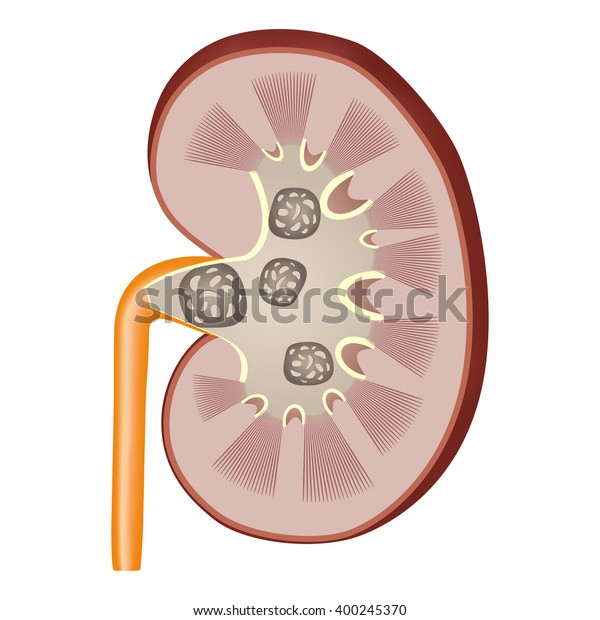 Detailed Anatomy Illustration Kidney Cross Section Stock Vector