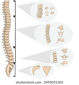 detailed anatomy of vertebral column vertebras set 