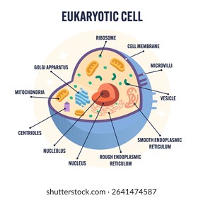 Detailed animal eukaryotic cell diagram vector with labeled organelles including nucleus, mitochondrion, ribosomes, Golgi apparatus, ER, for biology classroom, science teaching, education isolated 