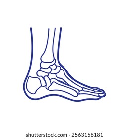 Detailed Ankle Joint Anatomy Representation