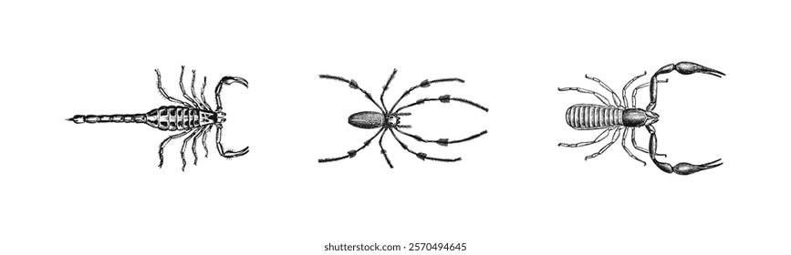 Detailed Arachnid and Scorpion Illustrations Vector Set