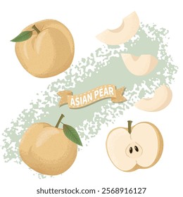 Detailed and Artistic Vector Illustration of Asian Pears in Various Forms