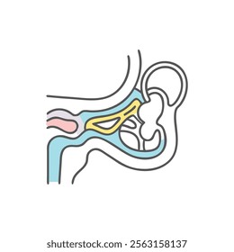 Detailed Auditory Canal Anatomy Representation