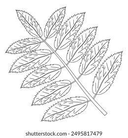 Detailed autumn leaf coloring page perfect for kids and adults. Ideal for fall-themed crafts and activities.