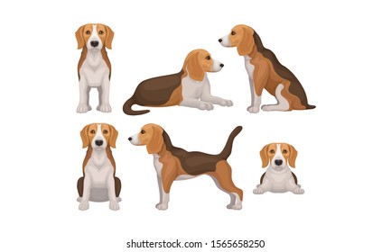 Detailed Beagle Dog In Different Poses Vector Set