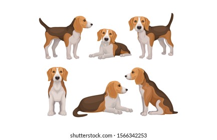 Detailed Beagle Dog in Different Poses Vector Set
