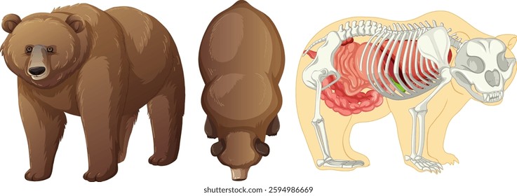 Detailed bear anatomy with skeletal and muscular views