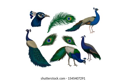 Detailed Beautiful Peacocks Vector Set. Wild Birds With Colorful Feathers