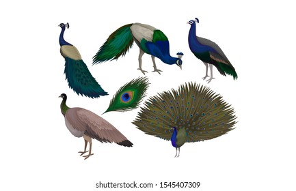 Detailed Beautiful Peacocks Vector Set. Wild Birds With Colorful Feathers