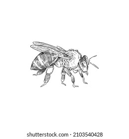 Detailed bee in monochrome hand drawn sketch style, vector illustration isolated on white background. Flying insect in the spring. Concept of beekeeping, honey and animal wildlife.