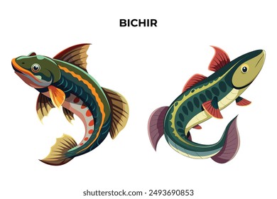 Detailed Bichir fish vector illustration. Perfect for culinary, marine, and environmental designs. High-quality vector for easy customization. Ideal for menus, packaging, education, and web graphics.