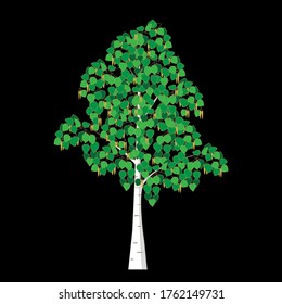 Detailed birch tree with leaves and with earrings on a black background. Betula pendula vector isolated image for design

