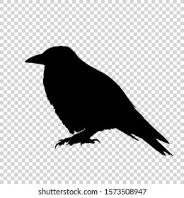 Detailed bird black silhouette isolated on transparent background. Bird icon. Flat style bird sign. Vector illustration