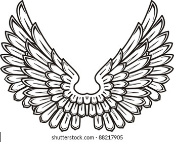 Detailed bird wings isolated on White background. Vector illustration