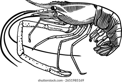 Ilustração detalhada em estilo de gravura preta de um camarão gigante de água doce formidável (Macrobrachium rosenbergii).