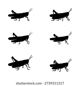 Detailed black grasshopper silhouettes in different poses isolated on white background for insect, pest and wildlife themed designs.