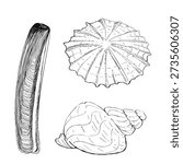 Detailed black line seashell collection featuring razor clam whelk and limpet. Ideal for coastal branding, beach posters, packaging, educational charts, and web graphics.