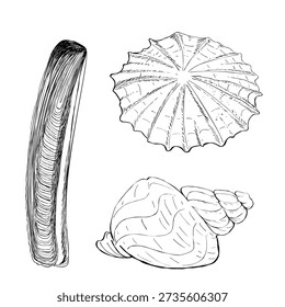 Detailed black line seashell collection featuring razor clam whelk and limpet. Ideal for coastal branding, beach posters, packaging, educational charts, and web graphics.