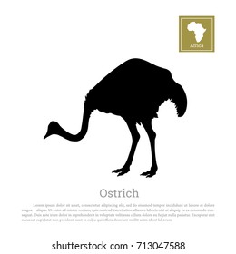 Detailed black ostrich silhouette on a white background. African animals. Vector illustration