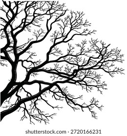 Detailed Black Silhouette of a Bare Tree Branching Out Against a White Background branches black and white
