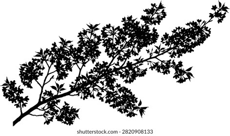 A detailed black silhouette of a blooming cherry blossom branch against a clean white background.