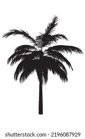 Detailed black silhouette of palm tree isolated on white.