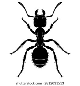 Detailed black silhouette of a single worker ant showing sharp mandibles and segmented legs designed as an icon on white background