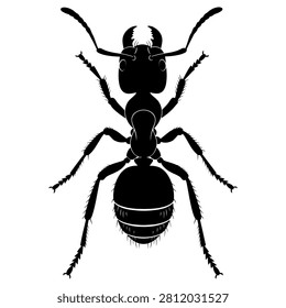 Detailed black silhouette of a single worker ant showing sharp mandibles and segmented body parts isolated on white background