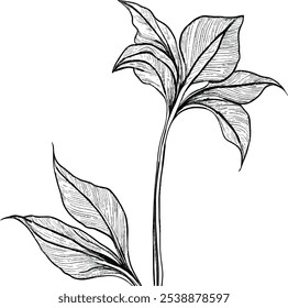 Ilustración botánica detallada en blanco y negro que muestra una planta tropical con hojas de diseño intrincado, capturando la naturaleza elegante y la habilidad artística en esta hermosa obra de arte dibujada a mano.