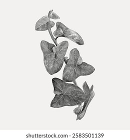 Detailed black and white botanical illustration of ivy leaves. Ivy leaves drawn intricately. Black and white ivy design. Botanical art of ivy leaves. Vintage botanical leaf illustration vector.