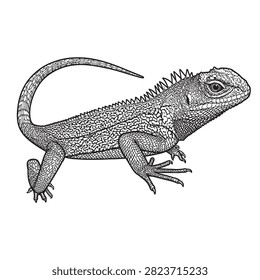 Detailed Black and White dragon Lizard Vector Illustration Isolated on White Background