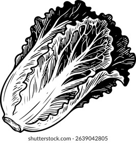 Detailed black and white drawing of a head of lettuce.