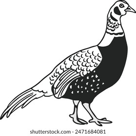 A detailed black and white drawing of a pheasant. The pheasant is facing to the right with its head turned slightly upwards. The pheasant has a long tail with feathers that curve downwards. 