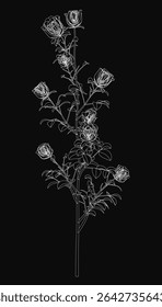 A detailed black and white drawing of a rose bush with intricate petals and leaves, set against a stark black background for high contrast. The monochrome style highlights the delicate textures