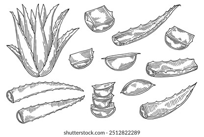 A detailed black and white drawing showcasing various types of aloe vera plants in different shapes and sizes, emphasizing their unique features