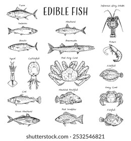 A detailed, black and white hand drawn illustration of various edible seafood.