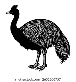 Detailed Black and White Illustration of an Emu Standing Tall on a White Background black
