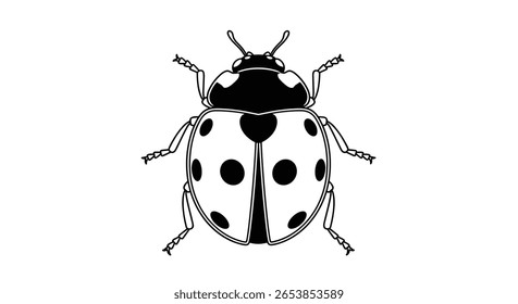 Uma ilustração detalhada em preto e branco de uma joaninha ou besouro joaninha com catorze manchas mostrando seus segmentos corporais, asas e pernas