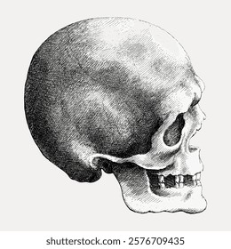 Detailed black and white illustration of a human skull. Skull drawing showcases intricate details. Skull art emphasizes bone structure. Skull sketch in profile view.