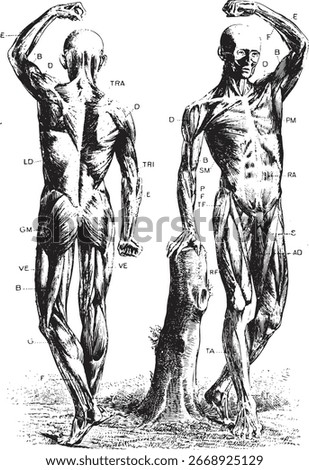 A detailed black and white illustration of the human musculature, showing both anterior and posterior views of male figures with anatomical labels.