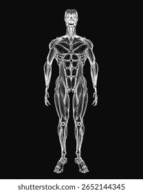 Uma ilustração detalhada em preto e branco da musculatura masculina destaca a intrincada anatomia do corpo humano. O sistema muscular é proeminentemente exibido em um fundo escuro.