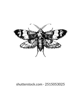 Detailed black and white illustration of a moth with spread wings. Vector illustration design.